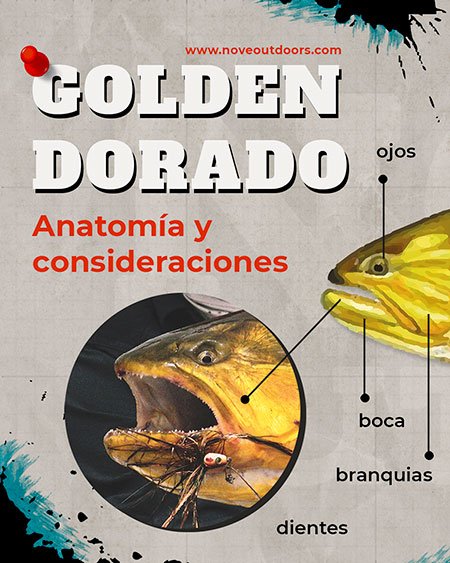Golden Dorado - Anatomía y consideraciones - Infografía Parte 1