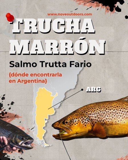 1-Infografía-Trucha-marron-noveoutdoors-449x561px