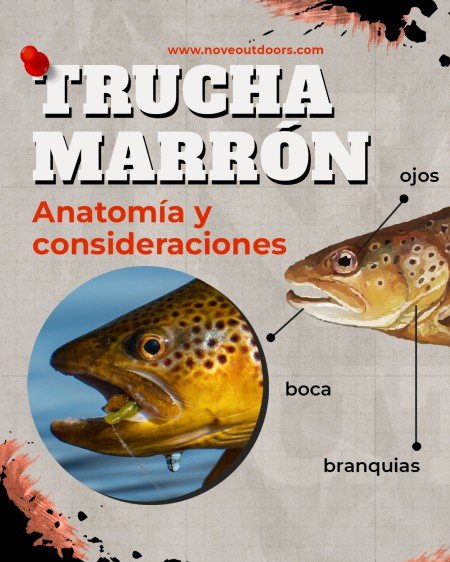 4-Infografía-Trucha-marron-noveoutdoors-449x561px