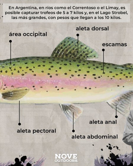 5-Infografía-Trucha-arcoiris-noveoutdoors-449x561px