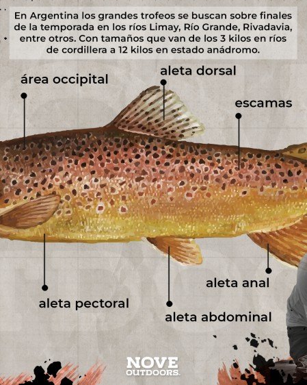 5-Infografía-Trucha-marron-noveoutdoors-449x561px