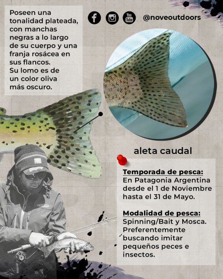 6-Infografía-Trucha-arcoiris-noveoutdoors-449x561px
