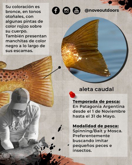 6-Infografía-Trucha-marron-noveoutdoors-449x561px